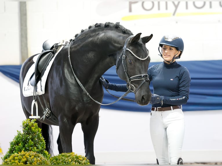 Deutsches Reitpony Hengst 13 Jahre 153 cm Rappe in Marsberg Deutsches Reitpony Hengst 13 Jahre 153 cm Rappe in Marsberg
