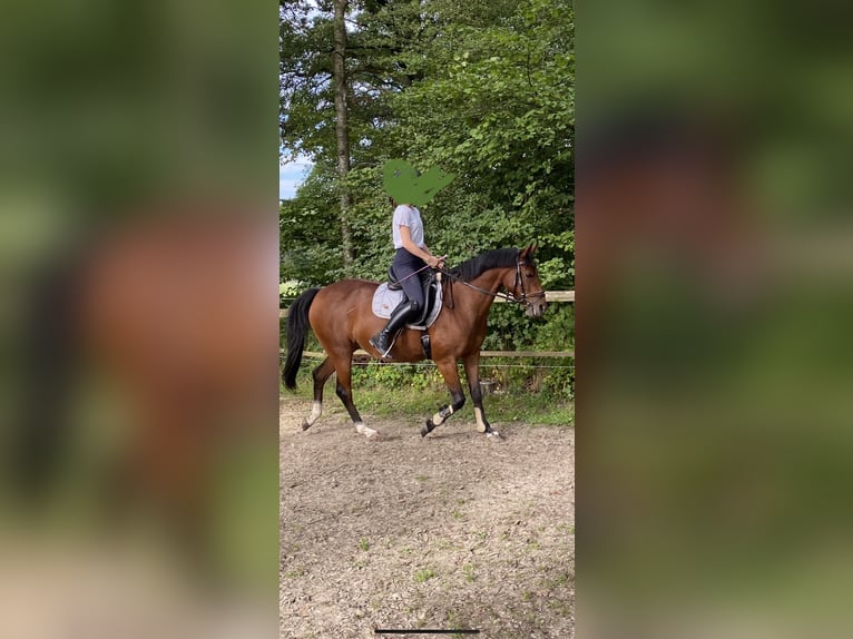 Deutsches Reitpony Hengst 14 Jahre 144 cm Brauner in Beelen