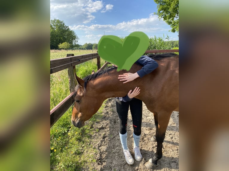 Deutsches Reitpony Hengst 14 Jahre 144 cm Brauner in Beelen