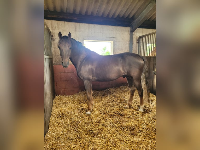 Deutsches Reitpony Hengst 14 Jahre 148 cm Dunkelfuchs in Bismark OT Schinne