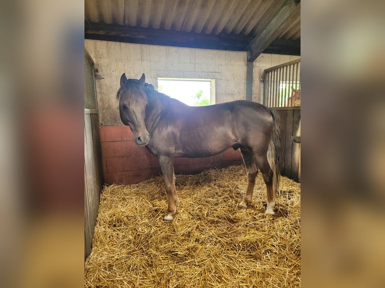 Deutsches Reitpony Hengst 14 Jahre 148 cm Dunkelfuchs in Bismark OT Schinne