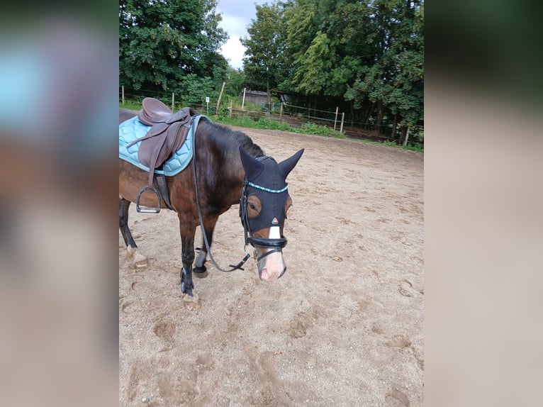 Deutsches Reitpony Hengst 15 Jahre 145 cm in Pirna