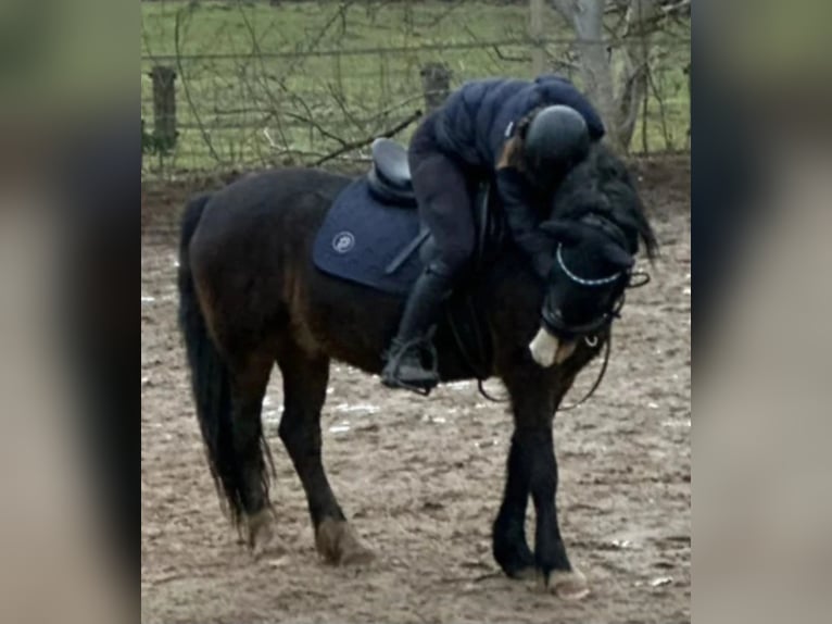 Deutsches Reitpony Hengst 15 Jahre 145 cm in Pirna