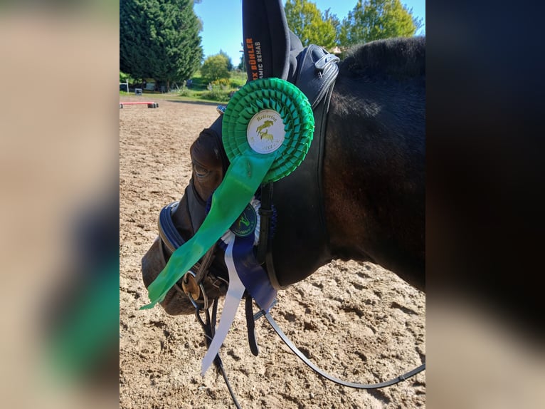 Deutsches Reitpony Hengst 15 Jahre 145 cm in Pirna