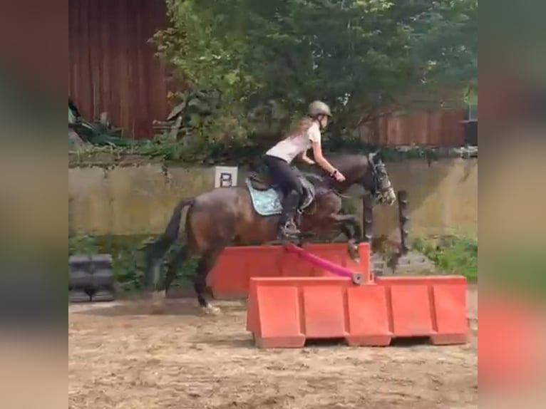 Deutsches Reitpony Hengst 15 Jahre 145 cm in Pirna