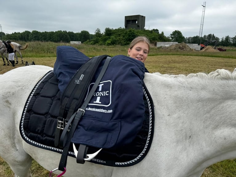 Deutsches Reitpony Hengst 15 Jahre 148 cm Schimmel in Husby