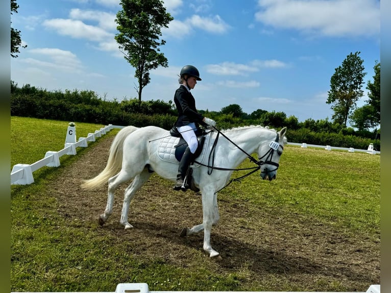 Deutsches Reitpony Hengst 15 Jahre 148 cm Schimmel in Husby