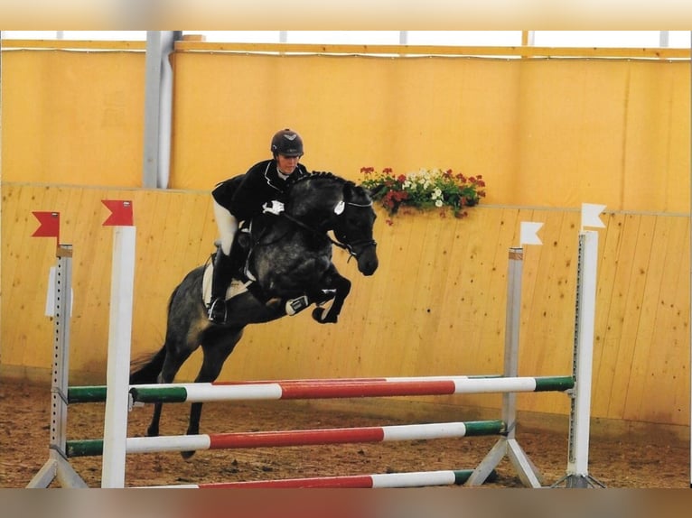 Deutsches Reitpony Hengst 16 Jahre 143 cm Roan-Bay in Frankenberg