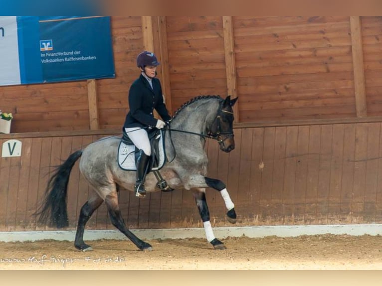 Deutsches Reitpony Hengst 16 Jahre 143 cm Roan-Bay in Frankenberg