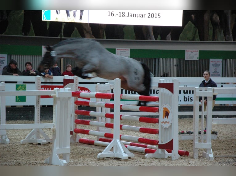 Deutsches Reitpony Hengst 16 Jahre 143 cm Roan-Bay in Frankenberg