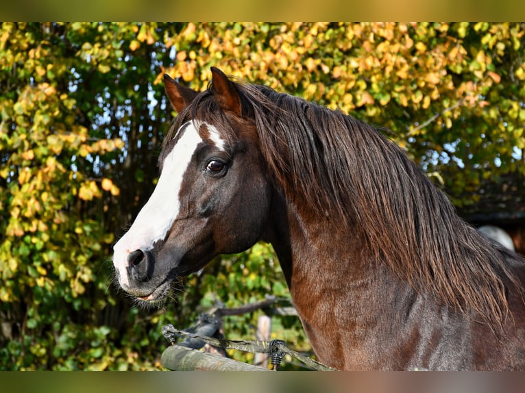 Deutsches Reitpony Hengst 16 Jahre 148 cm Dunkelfuchs in Lippetal