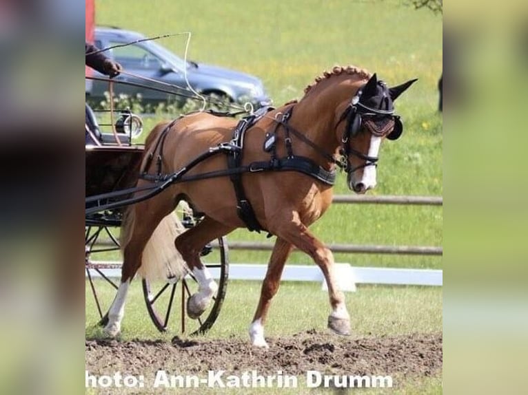 Deutsches Reitpony Hengst 17 Jahre 147 cm Fuchs in Horb am Neckar