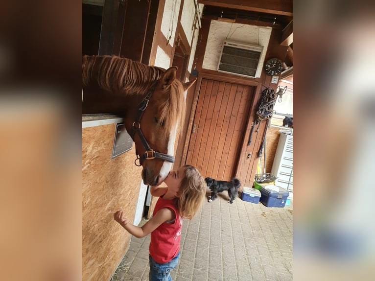 Deutsches Reitpony Hengst 17 Jahre 147 cm Fuchs in Horb am Neckar