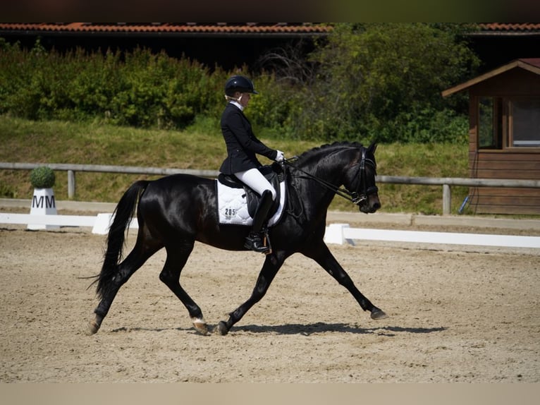 Deutsches Reitpony Hengst 17 Jahre 150 cm Dunkelbrauner in Garching bei München