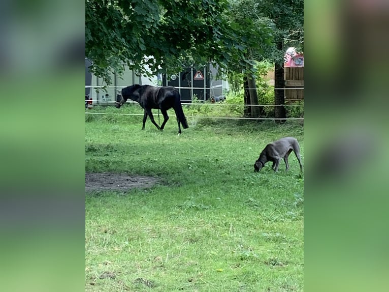 Deutsches Reitpony Hengst 17 Jahre 150 cm Dunkelbrauner in Garching bei München