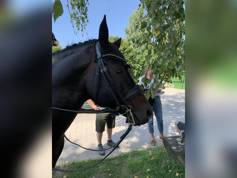 Deutsches Reitpony Hengst 17 Jahre 150 cm Dunkelbrauner in Garching bei München