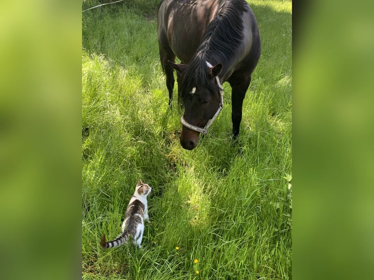 Deutsches Reitpony Hengst 17 Jahre 150 cm Dunkelbrauner in Garching bei München