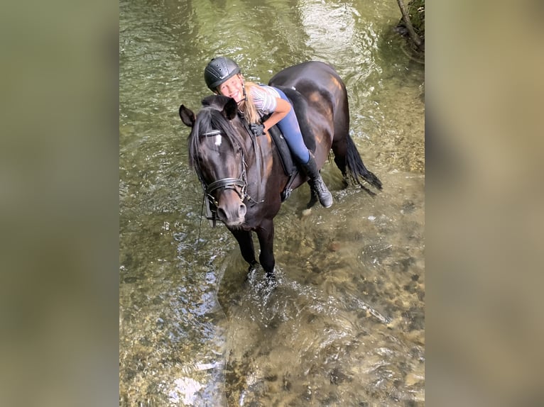 Deutsches Reitpony Hengst 17 Jahre 150 cm Dunkelbrauner in Garching bei München
