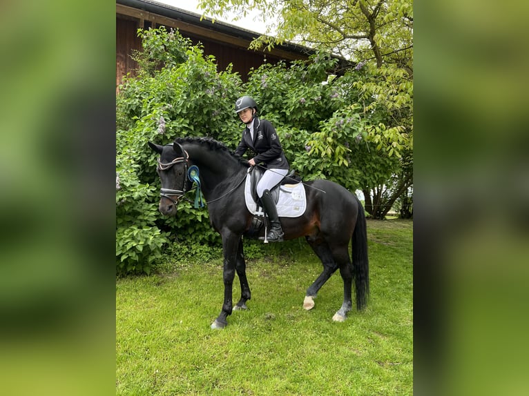 Deutsches Reitpony Hengst 17 Jahre 150 cm Dunkelbrauner in Garching bei München