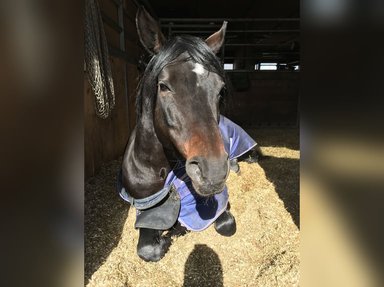 Deutsches Reitpony Hengst 17 Jahre 150 cm Dunkelbrauner in Garching bei München
