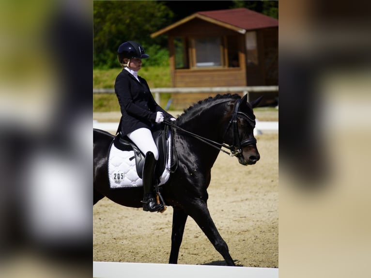 Deutsches Reitpony Hengst 17 Jahre 150 cm Dunkelbrauner in Garching bei München