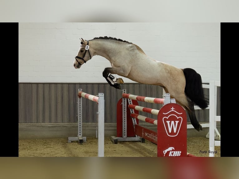 Deutsches Reitpony Hengst 17 Jahre 150 cm Falbe in Brakel