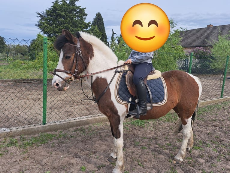 Deutsches Reitpony Hengst 18 Jahre 138 cm Schecke in Aken