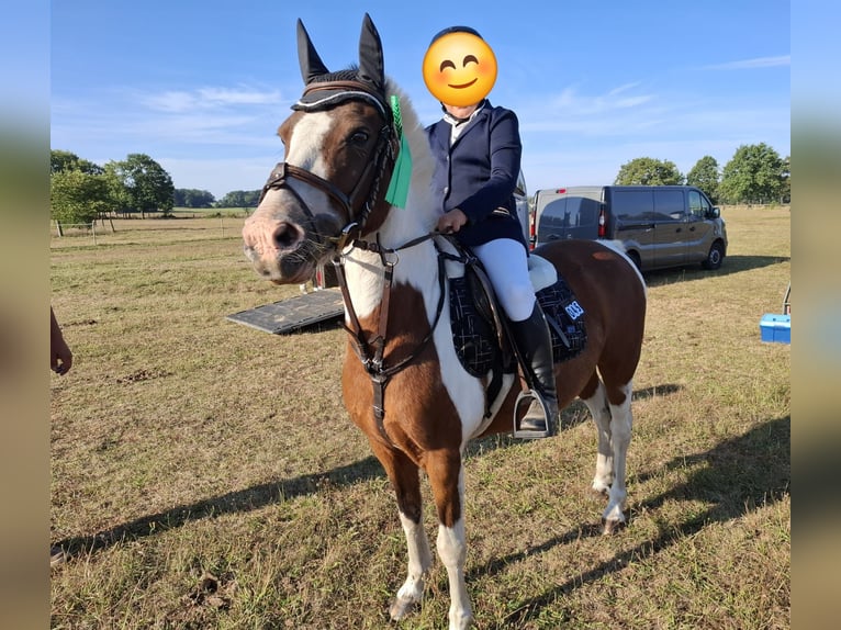 Deutsches Reitpony Hengst 18 Jahre 138 cm Schecke in Aken