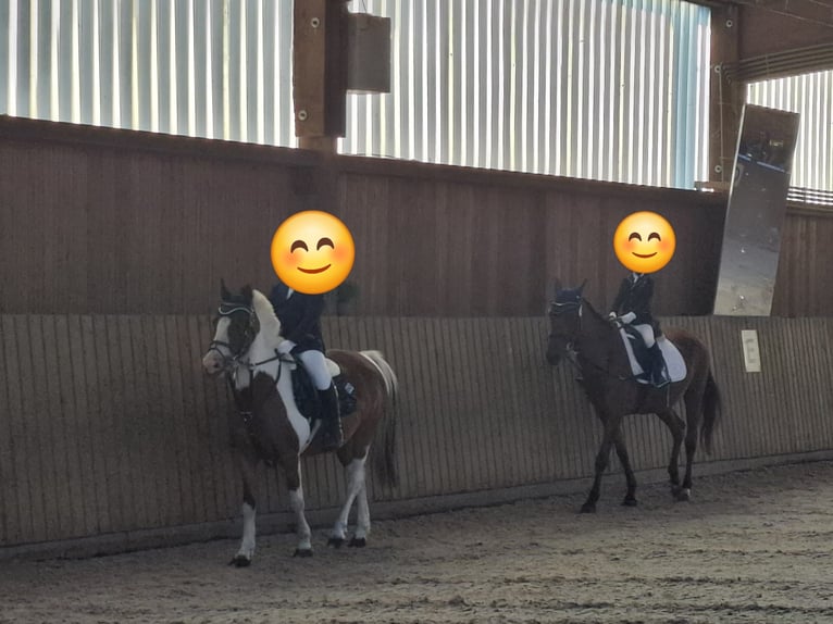 Deutsches Reitpony Hengst 18 Jahre 138 cm Schecke in Aken