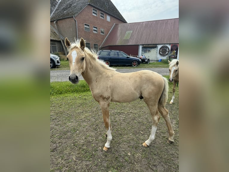 Deutsches Reitpony Hengst 1 Jahr 102 cm Palomino in Stakendorf