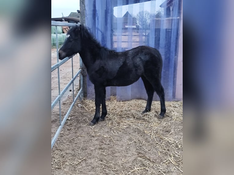 Deutsches Reitpony Hengst 1 Jahr 115 cm Kann Schimmel werden in Bleckede