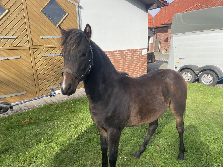 Deutsches Reitpony Hengst 1 Jahr 120 cm Brauner in Walld&#xFC;rn