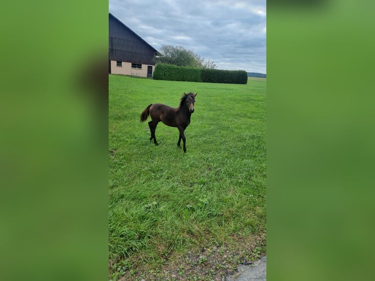 Deutsches Reitpony Hengst 1 Jahr 120 cm Brauner in Walld&#xFC;rn