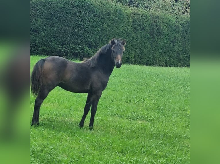 Deutsches Reitpony Hengst 1 Jahr 120 cm Brauner in Walld&#xFC;rn