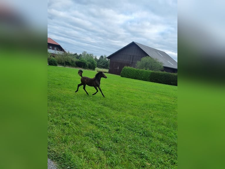 Deutsches Reitpony Hengst 1 Jahr 120 cm Brauner in Walld&#xFC;rn