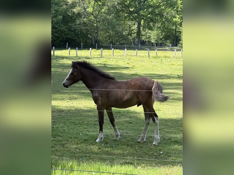 Deutsches Reitpony Mix Hengst 1 Jahr 120 cm Dunkelbrauner in Dahlenburg