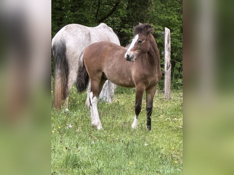 Deutsches Reitpony Mix Hengst 1 Jahr 120 cm Dunkelbrauner in Dahlenburg