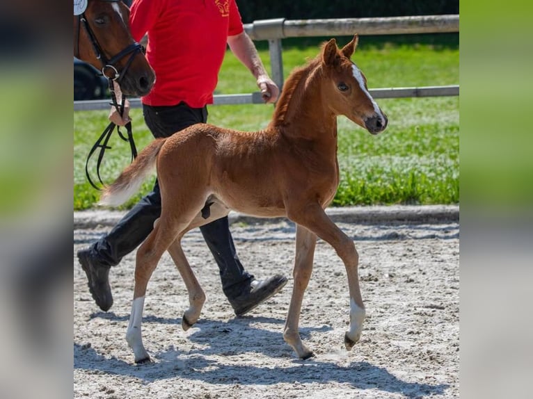 Deutsches Reitpony Hengst 1 Jahr 120 cm Dunkelfuchs in Berne