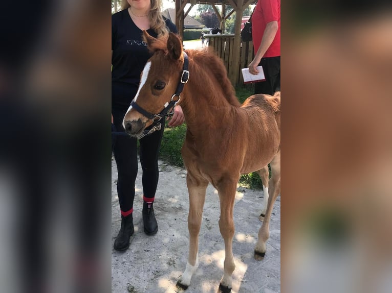 Deutsches Reitpony Hengst 1 Jahr 120 cm Dunkelfuchs in Berne