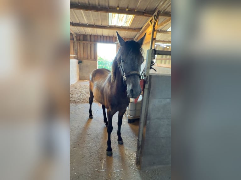Deutsches Reitpony Hengst 1 Jahr 120 cm Schimmel in Contwig