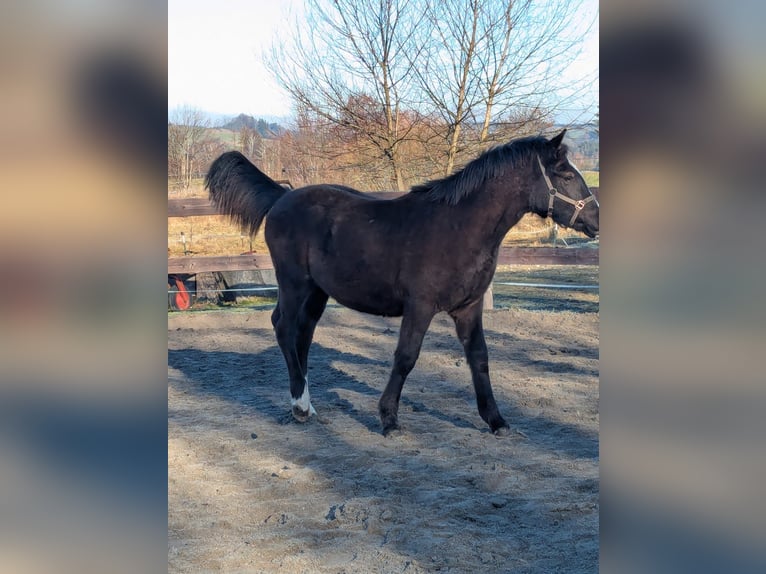 Deutsches Reitpony Hengst 1 Jahr 130 cm Rappe in Schwabbruck