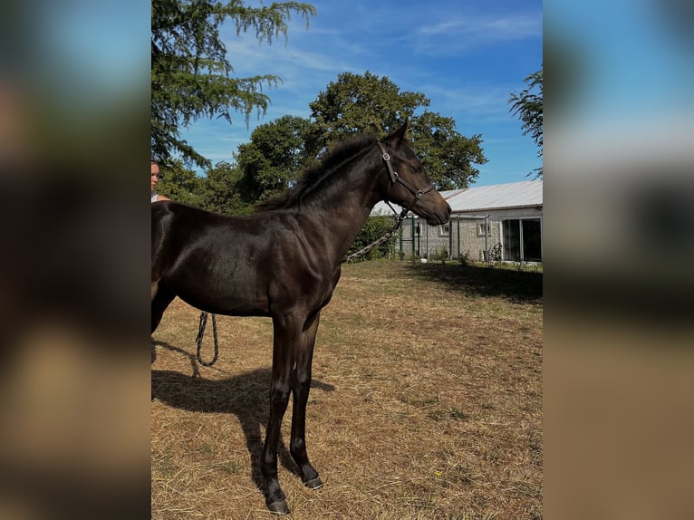 Deutsches Reitpony Hengst 1 Jahr 132 cm Rappe in Créon-d'Armagnac