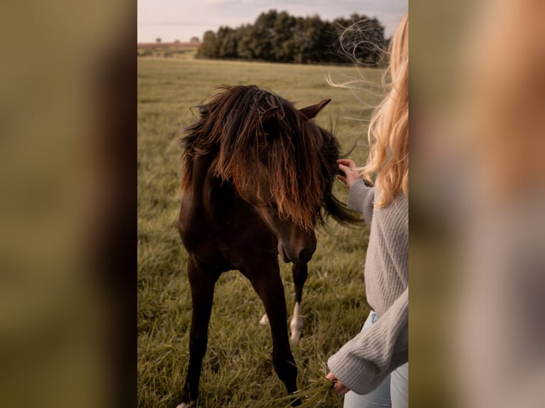 Deutsches Reitpony Hengst 1 Jahr 135 cm Dunkelbrauner in Hollenstedt