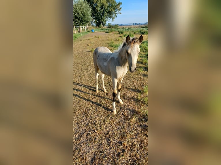 Deutsches Reitpony Hengst 1 Jahr 135 cm Tobiano-alle-Farben in Kleinasleben