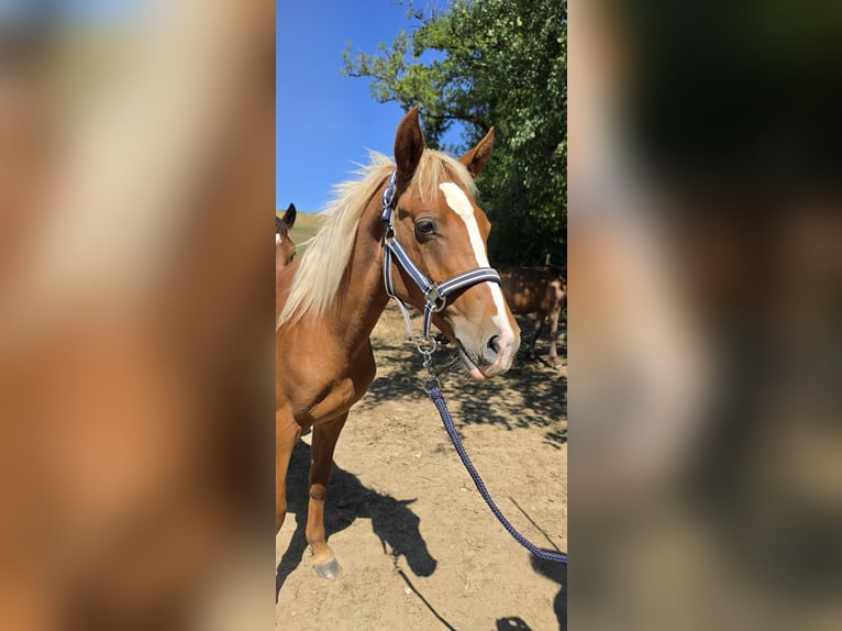 Deutsches Reitpony Hengst 1 Jahr 140 cm Fuchs in Argenbühl