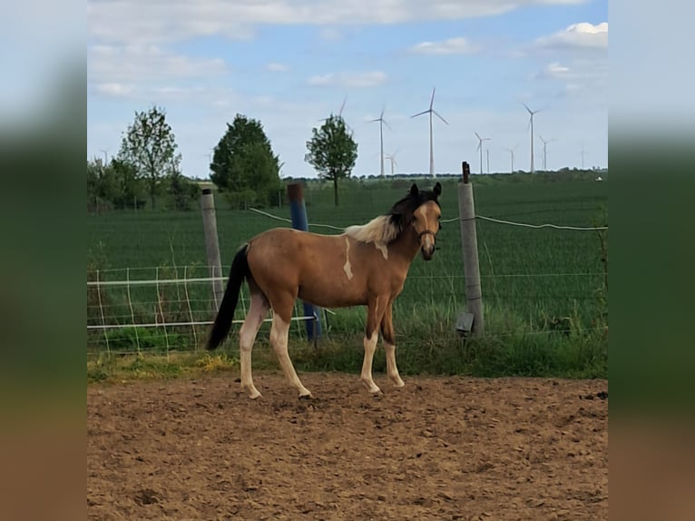 Deutsches Reitpony Hengst 1 Jahr 140 cm Schecke in Aschersleben