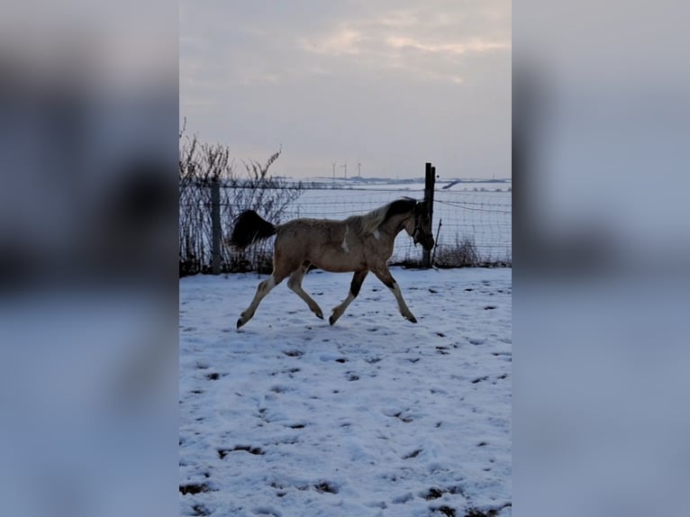 Deutsches Reitpony Hengst 1 Jahr 140 cm Schecke in Aschersleben