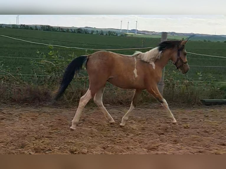 Deutsches Reitpony Hengst 1 Jahr 140 cm Schecke in Aschersleben