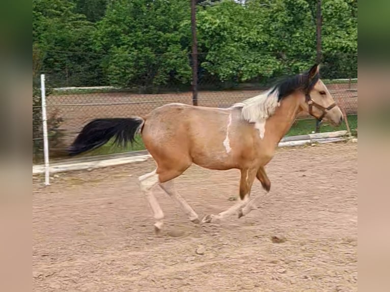 Deutsches Reitpony Hengst 1 Jahr 140 cm Schecke in Aschersleben