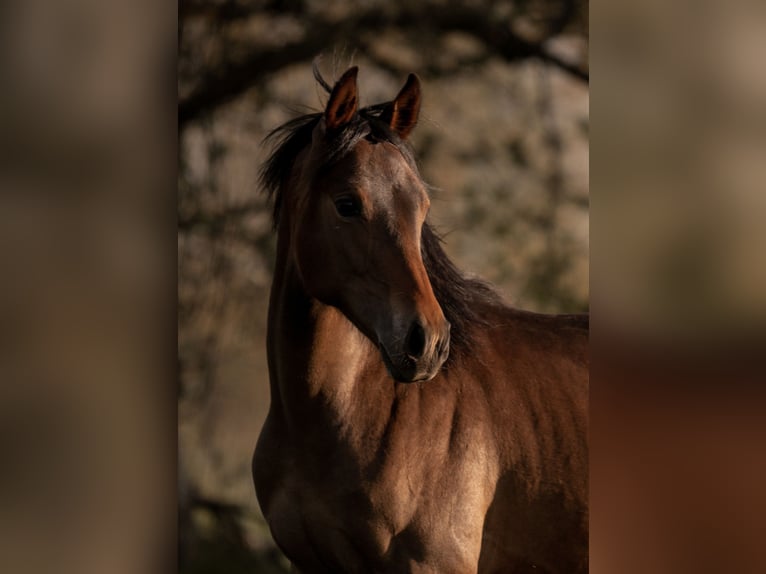 Deutsches Reitpony Hengst 1 Jahr 142 cm Dunkelbrauner in Hollenstedt